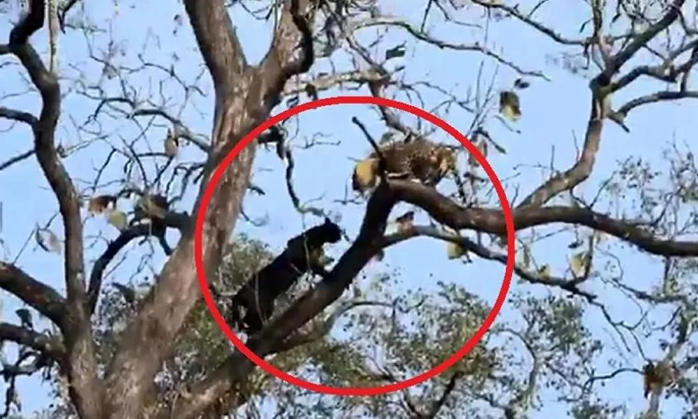 Επική "μάχη" μαύρου πάνθηρα με λεοπάρδαλη πάνω σε δέντρο